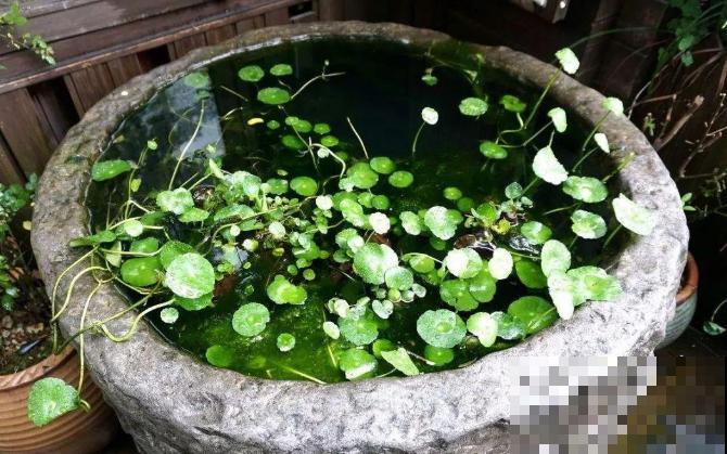 农村的老物件拿来养花，简直美翻了，城里人都羡慕！