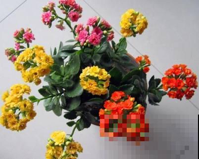 原来长寿花能开多色花，李大姐亲身传授，看一遍就学会！