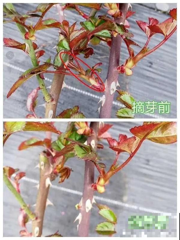养花就得勤“掐”，别心疼，掐完才能呼呼冒芽