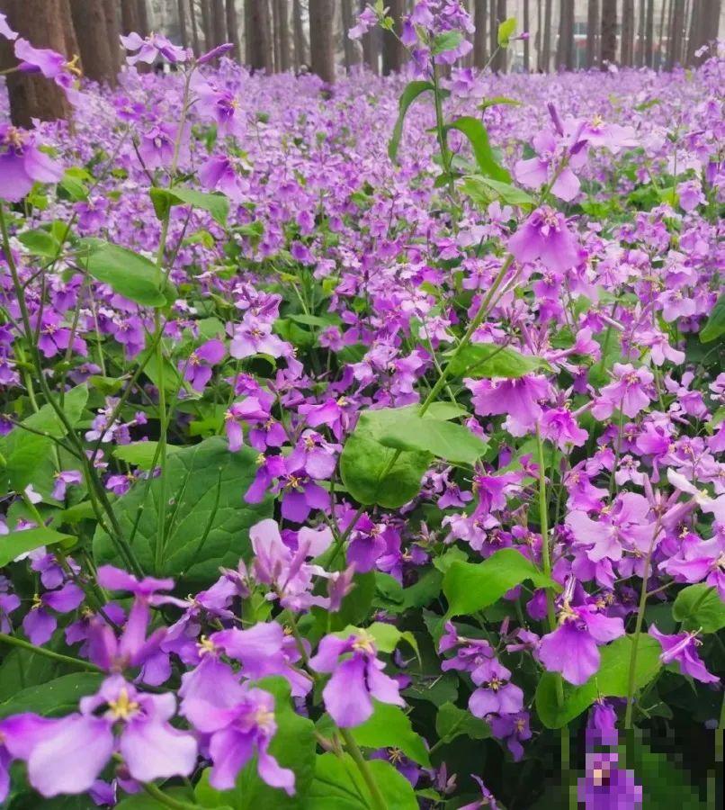 养这花才省心，掉片叶子下来，砖缝里也能长！