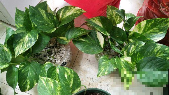 绿萝剁八段，埋土里就发芽，10天长出一茬苗！