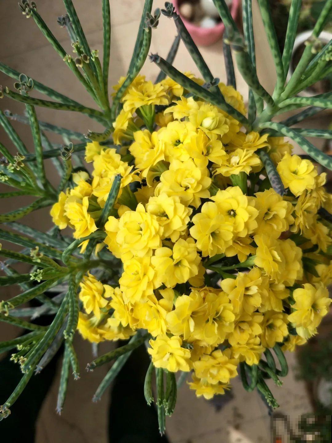 除了蟹爪兰，这花也能嫁接，开花的时候太美了！