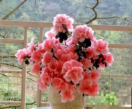 这种花不能买，搬回家就掉光叶子，几乎养不活！