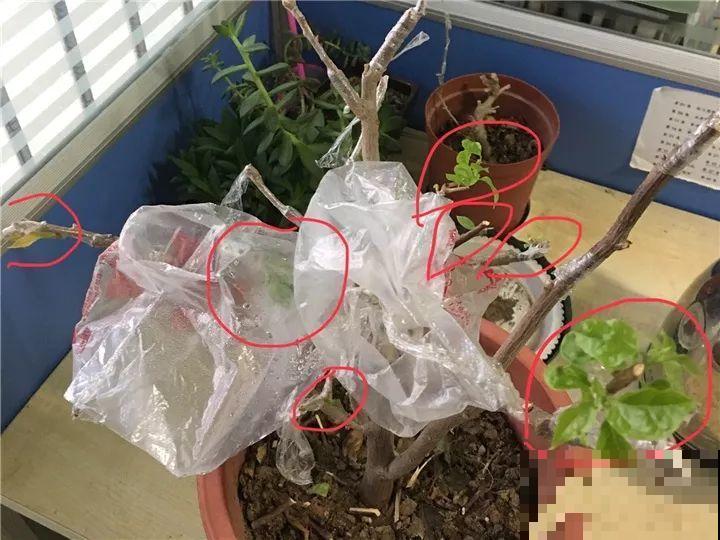 大哥养的三角梅，剪完捆一捆，开花爆出6个色！