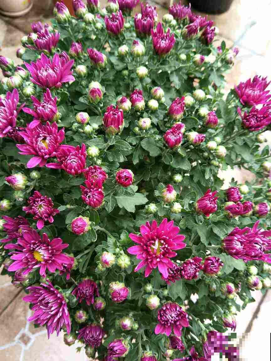 种花最养人，花期长、花量大，还能泡茶喝