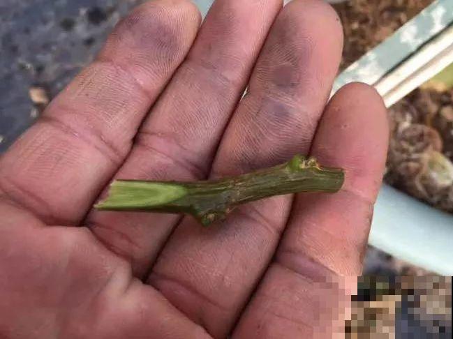 除了蟹爪兰，这花也能嫁接，开花的时候太美了！