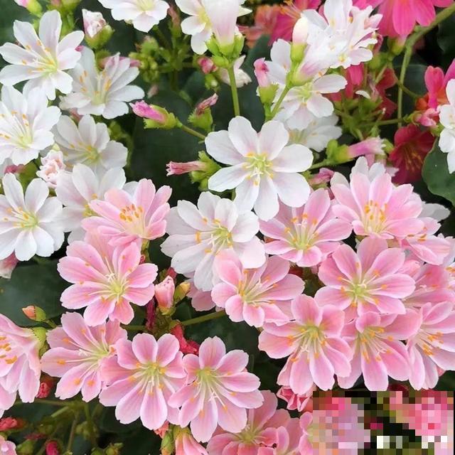 3月开始，8种花随便养，开花多长得快，新手也能养爆盆！