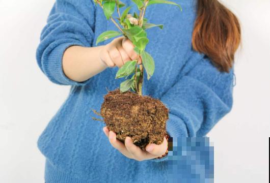春天给花换盆，遇到这3种情况不能换，换了你会后悔的！