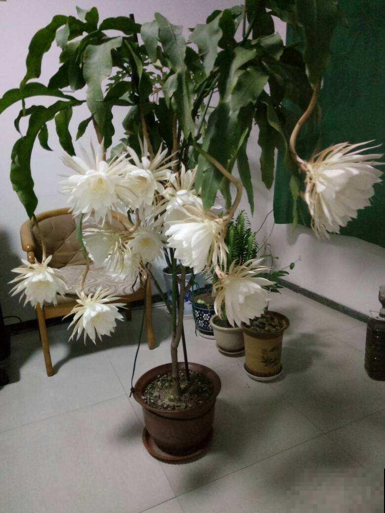 这花晚上才会开，谁见了都感叹：太漂亮了！