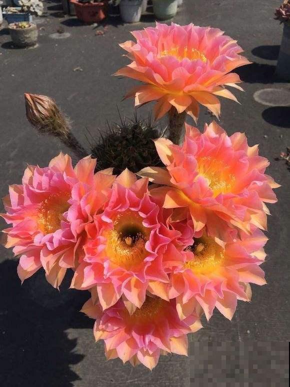 这花邻居养了三年都没开，放那没管竟开花，原来问题出在这