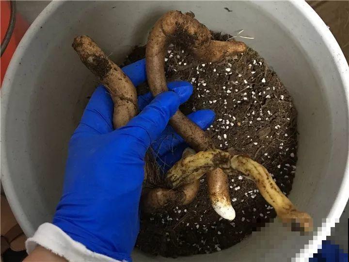 这花的根像山药棍，埋土里就活，一年后数量翻倍！