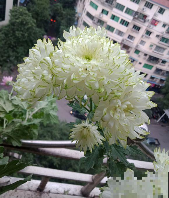 春天养这8种花，一开就是一团球，阳台也能变花园！