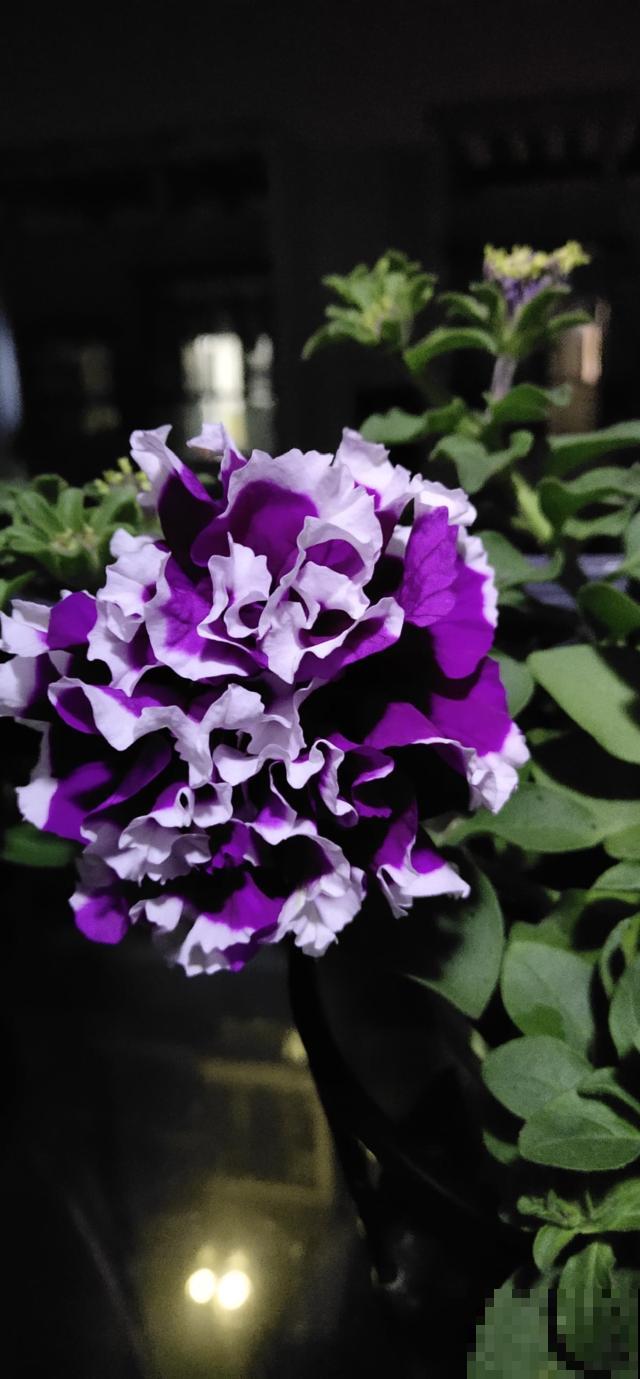 这花就是欠“掐”，把顶芽掐掉，掐得越狠，开花越多