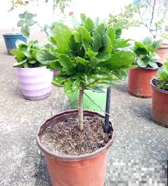用长寿花盆里浇点它，叶片个个都巴掌大，长成2米“巨无霸”！