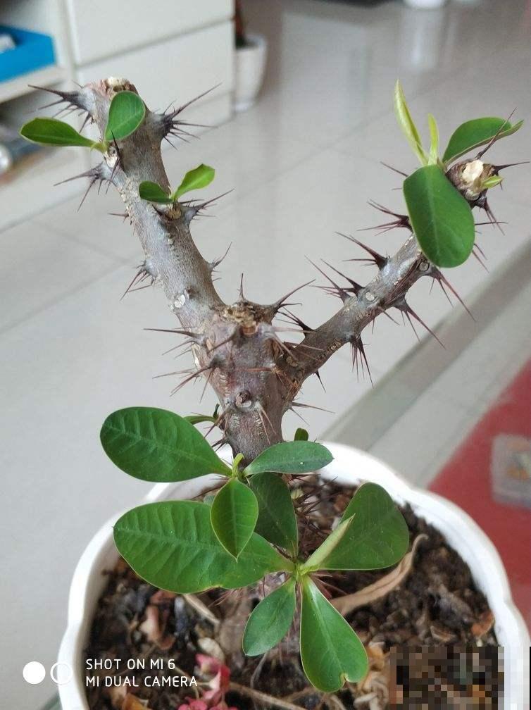 这种养花工具得会使，养花不用愁，一整年都蹭蹭长