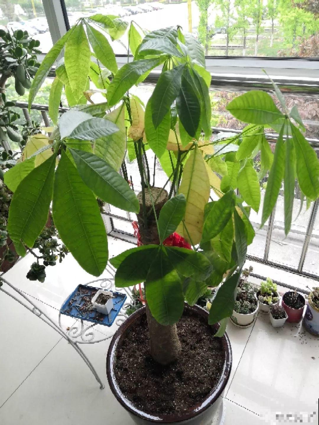 给花狠心剃光头，新芽呼呼冒，1年变老桩！