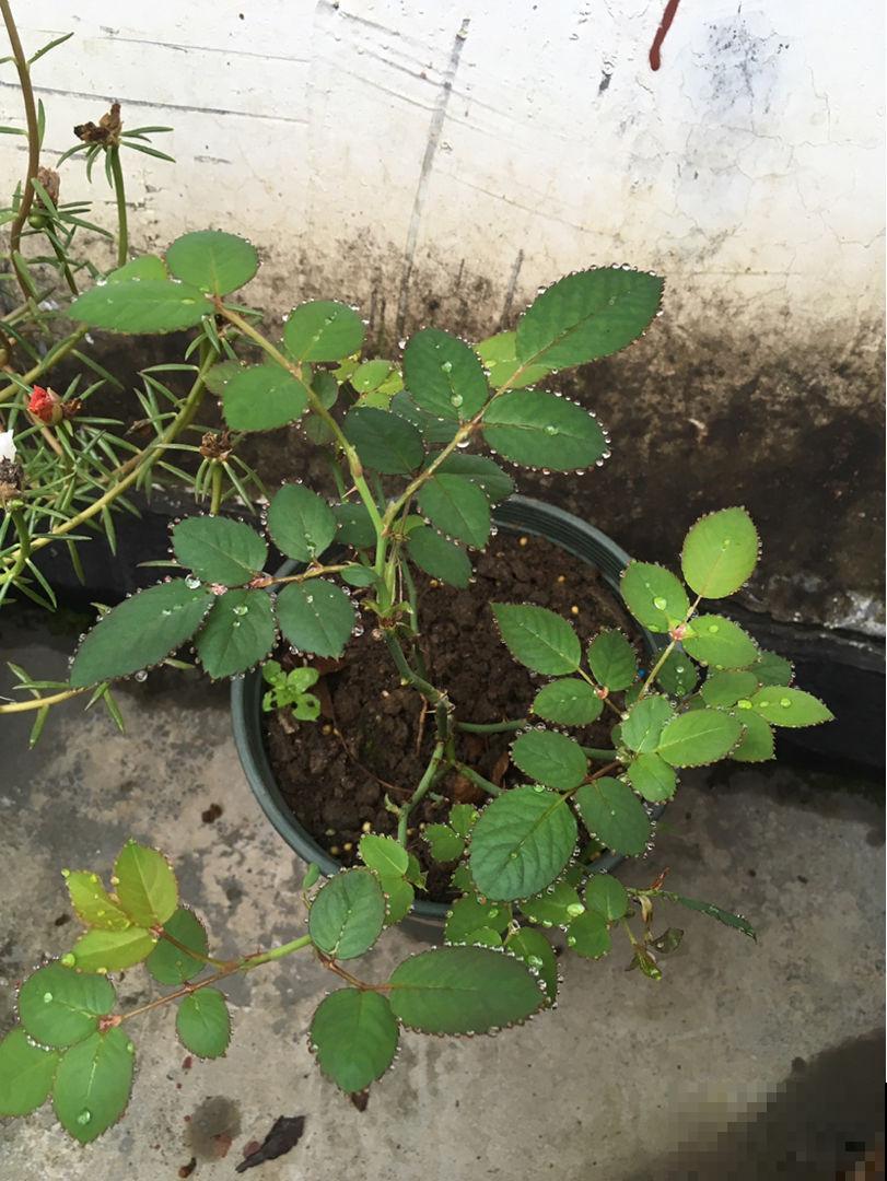 这花真奇怪，叶子总是吐水珠，不是生病是好事儿
