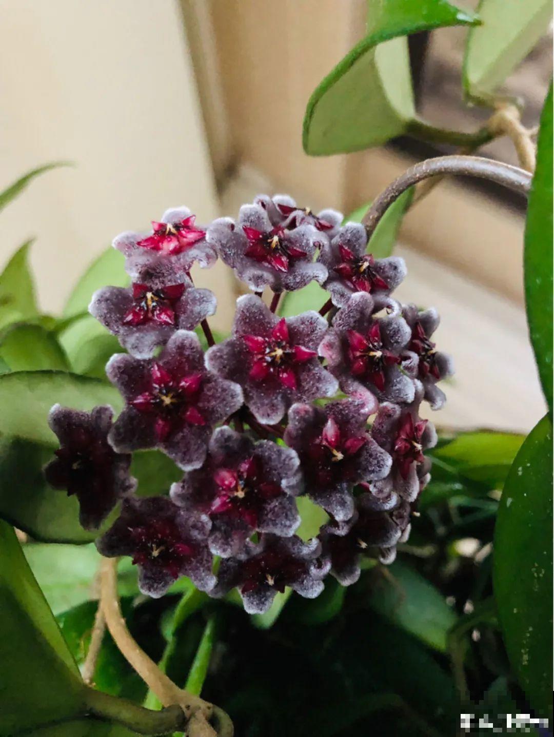 这花超耐阴，没光也能爬满墙，依次开花几十朵！