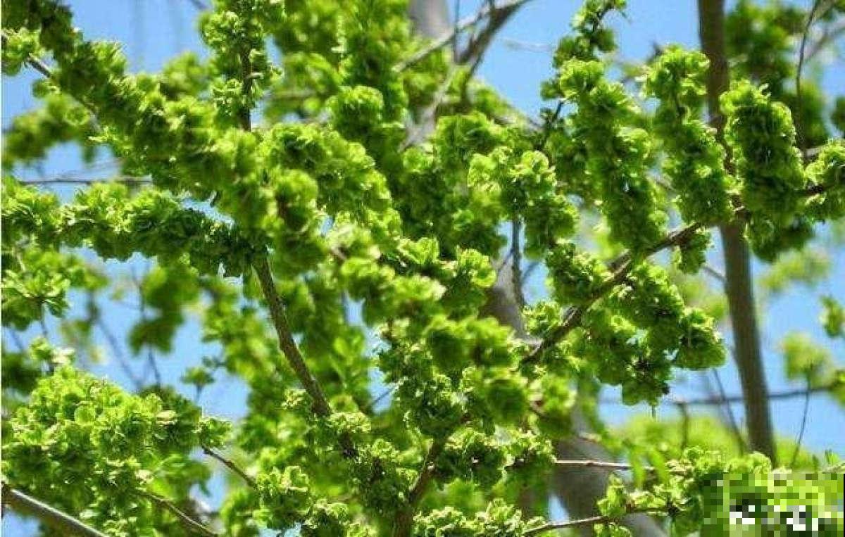 小时候爱吃的“3种花”，每一种都是美味，你吃过哪种？