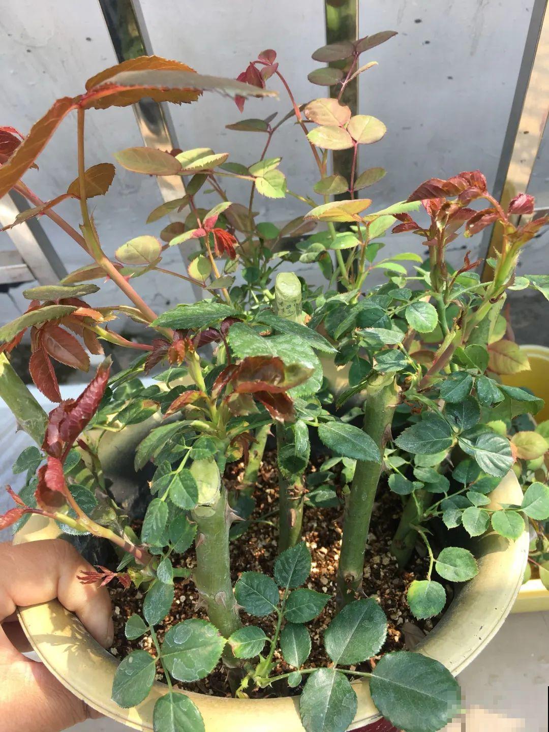 6种花大粗杆子插土里，7天就生根，春天扦插最好活！