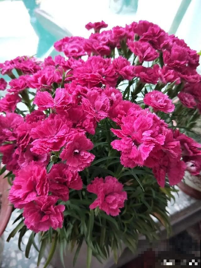 这花爆开50朵，剪几枝送人倍有面子，比买鲜花强多了！