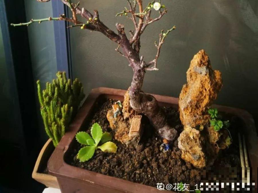 最贵气的梅花，多少人想养，都怕养不好！
