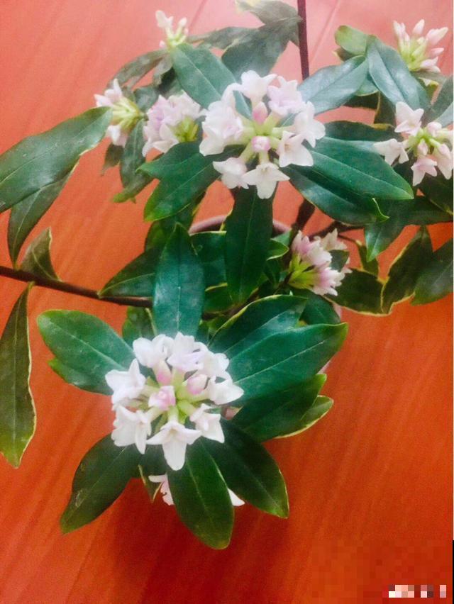 一次疫情，荒芜不了整个春天，阴霾会过去，鲜花也会盛开！