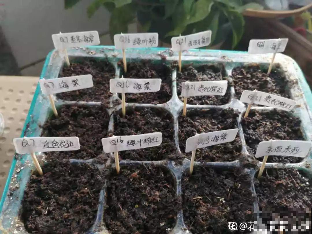 2月养花真忙，宅家里也不能闲，动动手就有收获！