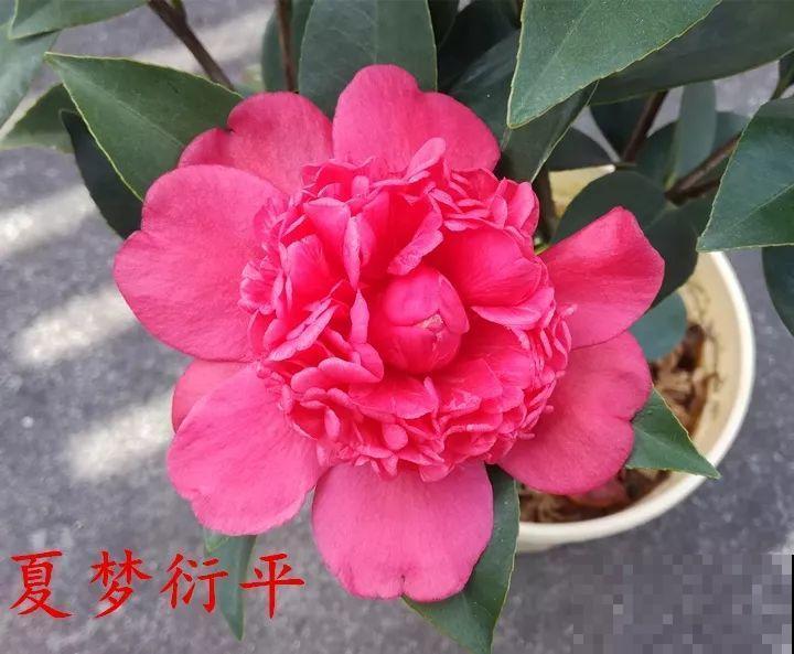 冬天必养的花，竟然有30个品种，最稀罕的是这个颜色！