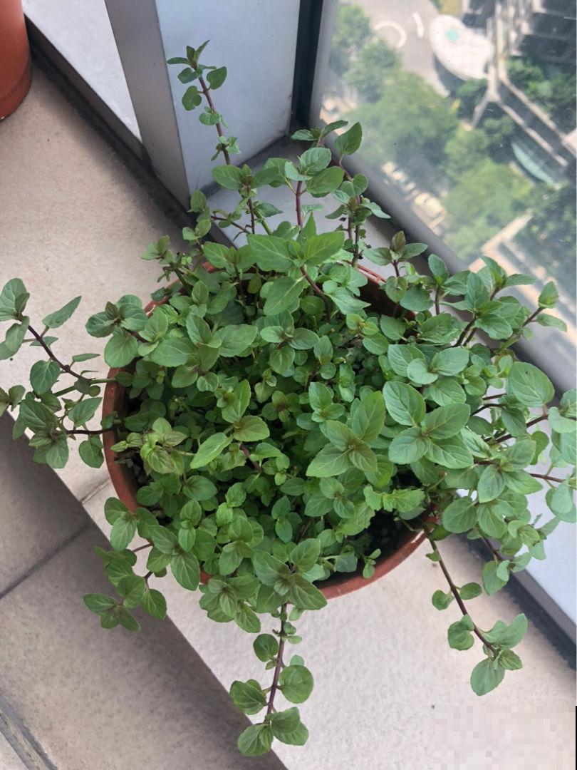 “2种”花，千万别养成老桩，否则难开花