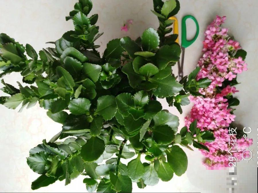 换盆时间到了，家里有这花，换完就窜新芽！