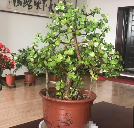 养盆金枝玉叶，家里有金有玉，越剪越长得快！