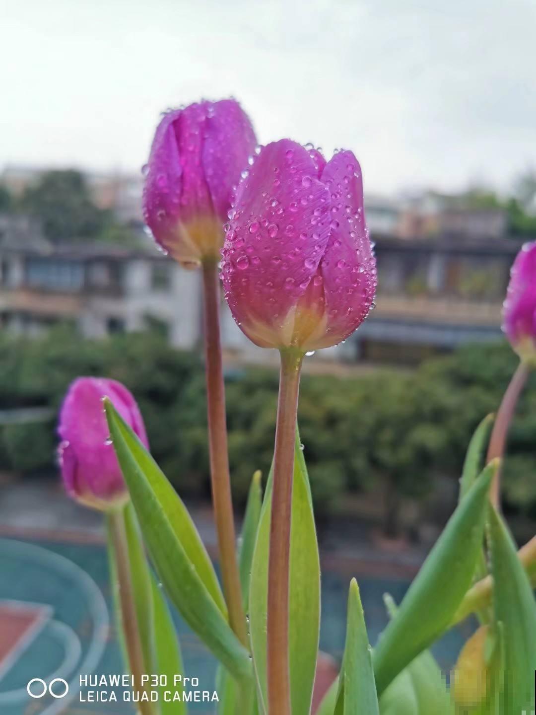 家里养花别乱养，这“5种花”有毒，老人孩子要注意