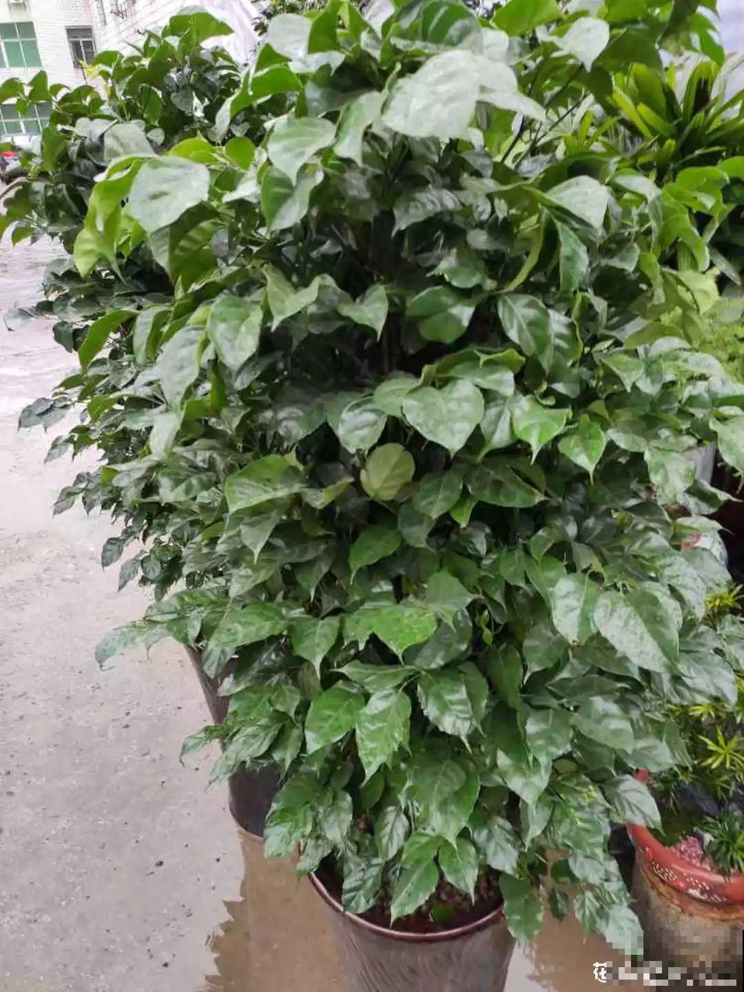 窝在家里，没事的时候赏赏花，心情也会跟着好起来！