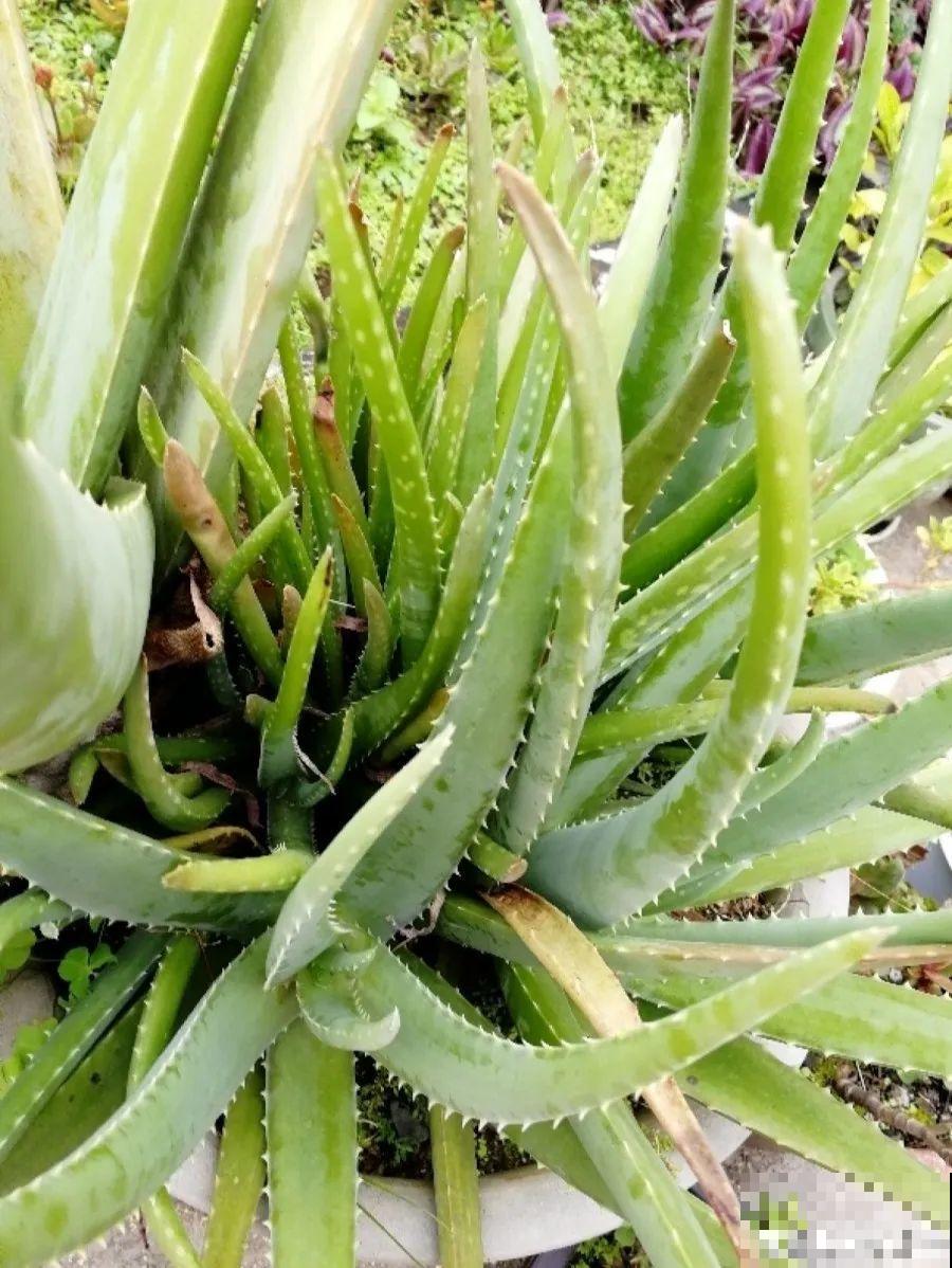 给这花换盆，土里扒出30个崽，根本不用扦插！