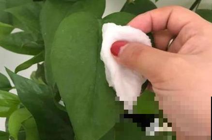 你家花总是面黄肌瘦？就因为不给它搓澡，赶紧拿抹布上阵！