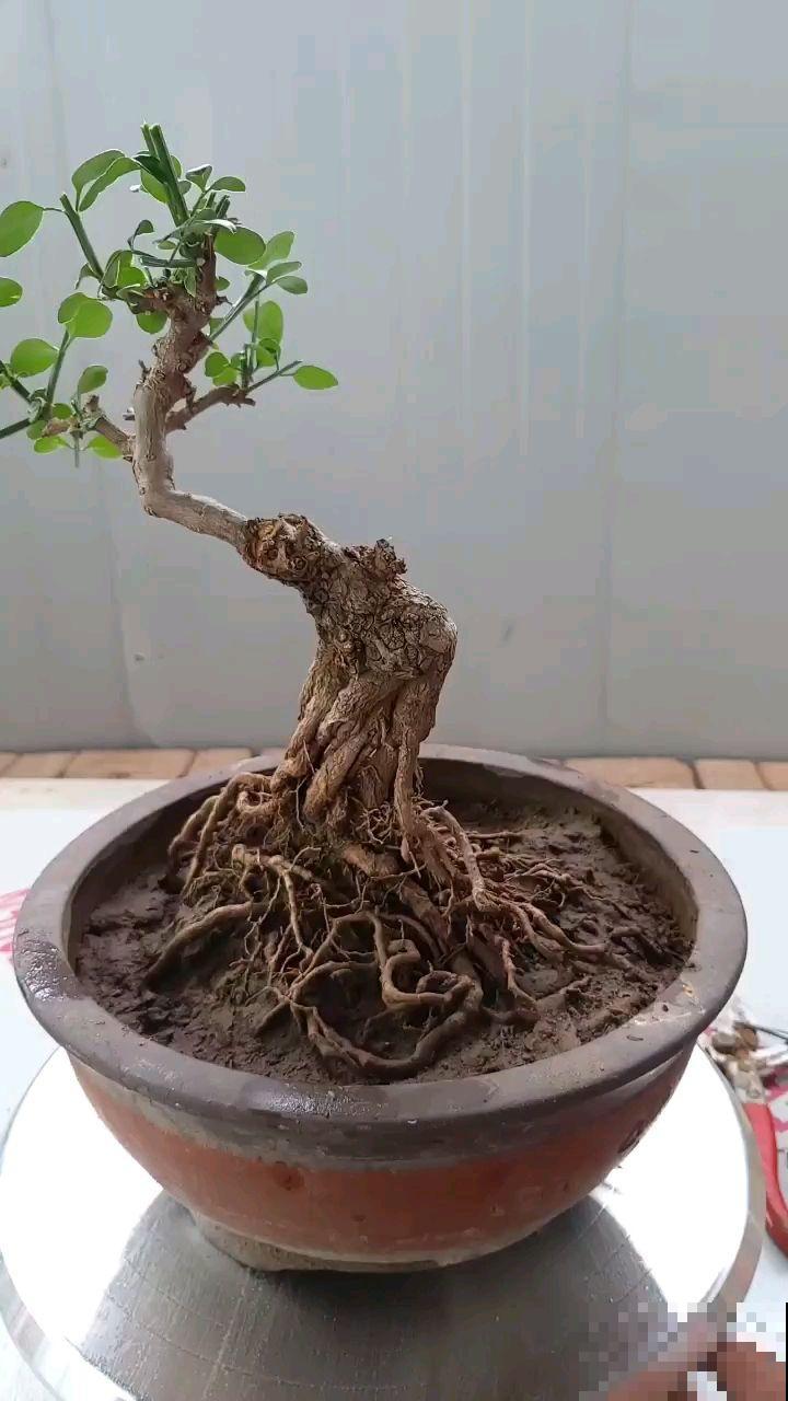 这5种花寓意极好，一个月不浇水，照样长得枝繁叶茂！