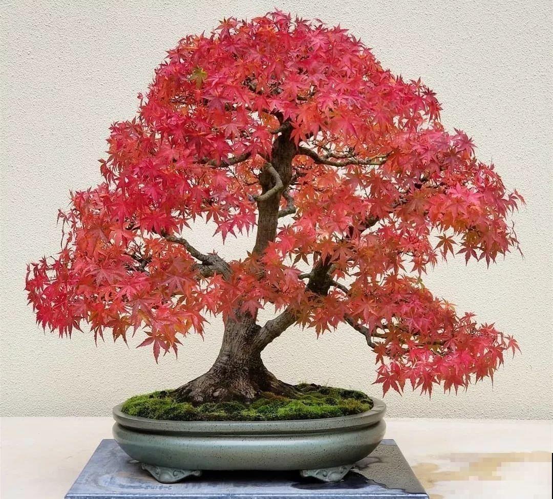 家里有这10种花，多修剪少浇水，能养成高价盆景！