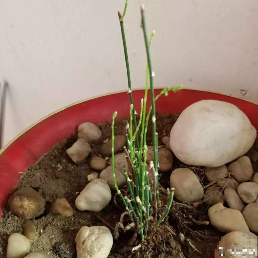 给花狠心剃光头，新芽呼呼冒，1年变老桩！