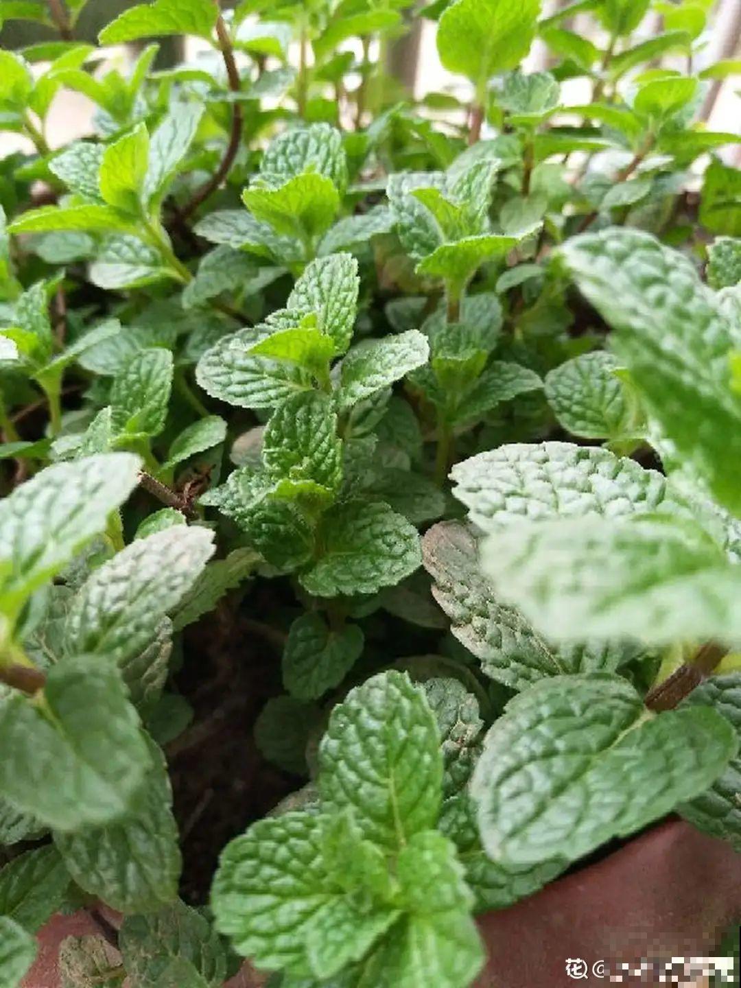 6种吃虫子的花，家里养1盆，虫子都被吓跑了！