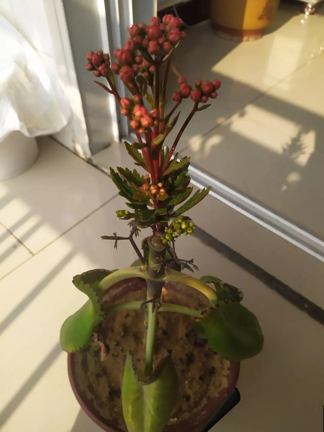 3棵茶花绑一绑，1年变成大老桩，懒人也能养成！