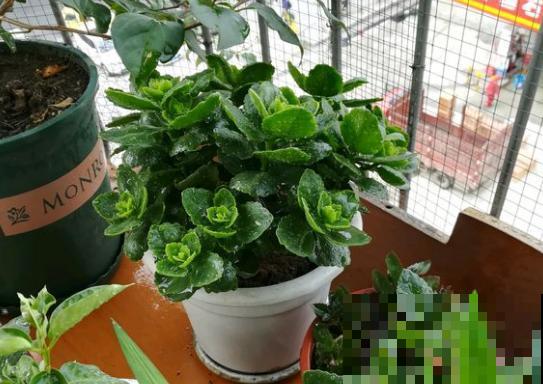 养了3年的长寿花，长成一棵大树，开花上百朵！