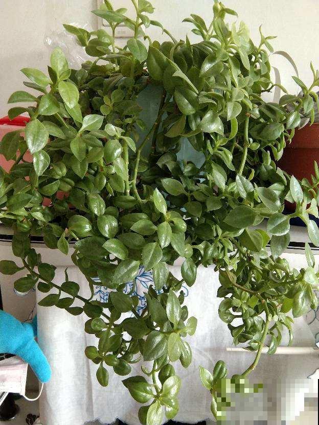 爷爷的养的花，揪一把能炒菜，磕俩鸡蛋更香
