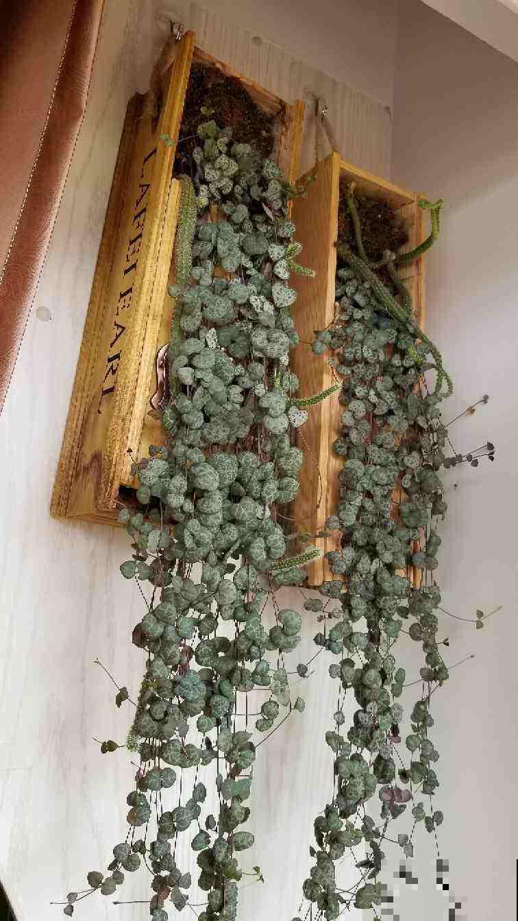 这花吊着养，不光有趣，对花也好，装饰感十足