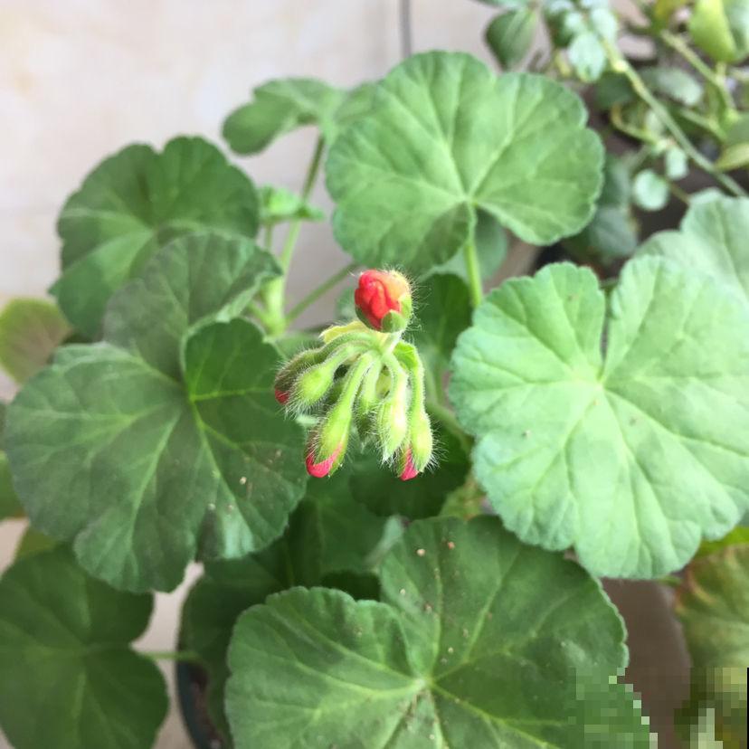 这两种花，开起来没完没了，阳台都变得热闹起来！