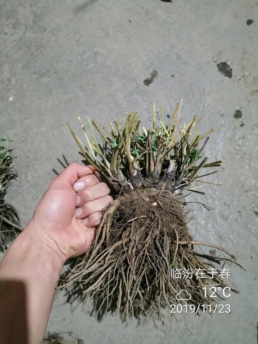 这花名字土掉渣，开花却特美，花期长达3个月！