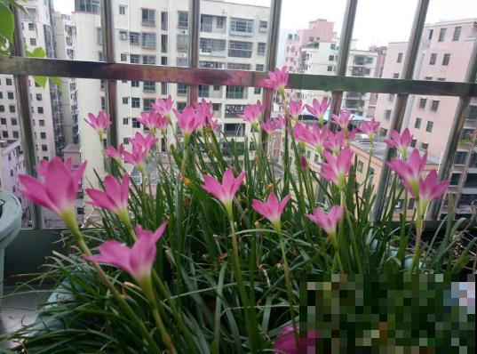 这花太能生了，一年挖出一麻袋，满院子都开花！