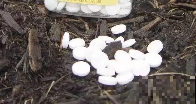 春天扦插最好活，沾点自制生根水，生根100％！