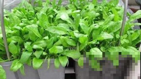 这小菜最适合春天吃，几粒种子播出一大盆，可以不用出去买菜了！