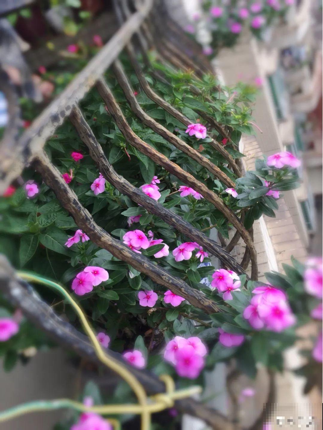 最长寿的9种花，一年四季都在开，剪了之后还能接着开！